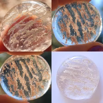 Clear Cremation Stone Set glass stone with cremation ash shown in multiple lighting conditions