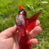Handheld glass cardinal memorial sculpture in rich red tones, featuring cremation ash suspended within the glass body, photographed outdoors against a green background.
