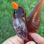 Close-up of a handcrafted glass cardinal memorial sculpture, showing cremation ash gently suspended within the deep red glass body, held in hand outdoors against a soft green background.