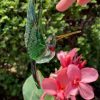 Handmade glass hummingbird made with cremation ash.