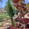 Handmade green glass hummingbird with raised wings and cremation ash visible in the body.