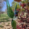 Handmade green glass hummingbird with raised wings and cremation ash visible in the body.
