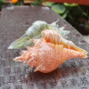 Conch Shells with Cremation Ash in warm orange and soft green memorial glass, displayed outdoors on a wet glass table with a close-up angled view