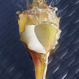 Conch Shell with Cremation Ash in golden yellow and ivory memorial glass, displayed outdoors on a glass table in a top-down view