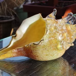 Conch Shells with Cremation Ash in golden yellow and soft ivory memorial glass, displayed outdoors on a glass table with a side angled close-up view