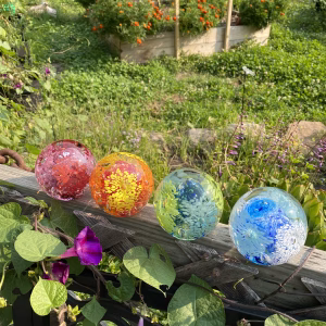 Four Flower Blossom Cremation Paperweights, each containing cremation ashes and a vibrant internal flower design, rest on a wooden garden fence. The colors displayed are pink, orange and yellow, green and blue, and blue and white. Morning glories and heart-shaped leaves climb the fence below, while a lush garden filled with greenery and flowers creates a soft, colorful backdrop.