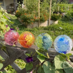Four Flower Blossom Cremation Paperweights rest on a wooden garden fence, each containing cremation ashes and vibrant internal floral designs. The colors include pink, orange and yellow, green and blue, and blue and white. Sunlight illuminates the glass spheres as they sit among lush green vines, blooming flowers, and a thriving garden in the background.