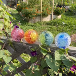 Four Flower Blossom Cremation Paperweights rest on a wooden garden fence, each containing cremation ashes and vibrant internal floral designs. The colors include pink, orange and yellow, green and blue, and blue and white. Sunlight illuminates the glass spheres as they sit among lush green vines, blooming flowers, and a thriving garden in the background.