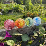 Four Flower Blossom Cremation Paperweights rest on a wooden garden fence, each containing cremation ashes and vibrant internal floral designs. The colors include pink, orange and yellow, green and blue, and blue and white. Sunlight illuminates the glass spheres as they sit among lush green vines, blooming flowers, and a thriving garden in the background.