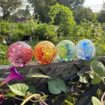 Four Flower Blossom Cremation Paperweights, each containing cremation ashes and a vivid internal flower design, are lined up on a wooden garden fence. The colors displayed are pink, orange and yellow, green and blue, and blue and white. Morning glory vines drape around the fence, and a lush garden filled with greenery, trellises, and late-summer sunlight forms the backdrop.