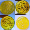 Yellow Swirl Cremation Stone Set glass stone with cremation ash shown in multiple lighting conditions