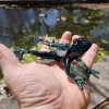 A dark green glass frog sculpture infused with cremation ash, resting in a person's outstretched hand beside a sunlit pond. The frog’s glossy black-green body, translucent green legs, and ash-filled back are clearly visible in the bright outdoor light.