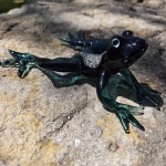 A dark green glass frog sculpture infused with cremation ash, posed on a textured rock outdoors. Sunlight highlights the glossy surface, the ash pattern along its back, and the translucent green legs, while the frog looks upward with reflective glass eyes.