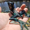 A glossy dark green glass frog sculpture infused with cremation ash, shown resting in an open hand outdoors. Sunlight highlights the ash pattern along the frog’s back, its expressive eyes, and the translucent green legs, with a blurred pond and garden in the background.