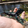 A hand holding a dark green glass frog sculpture infused with cremation ash, featuring delicate outstretched legs and a smooth, reflective surface. The frog is photographed outdoors beside a pond, with sunlit water, stones, and soft greenery blurred in the background.