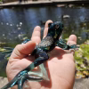 A dark green glass frog sculpture infused with cremation ash, shown resting in a person's hand beside a reflective pond. The frog’s glossy black-green body, translucent legs, and ash-filled back are illuminated by bright sunlight, with soft bokeh and geese in the background.