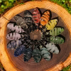 Assorted spiral drop cremation pendants in multiple colors arranged in a circular pattern on a natural wood slice with moss edging